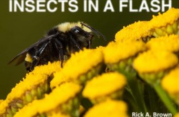 Custom eBook Cover Design: Insects In A Flash