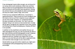 Custom eBook Template Design: Insects In A Flash