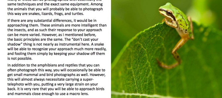 Custom eBook Template Design: Insects In A Flash